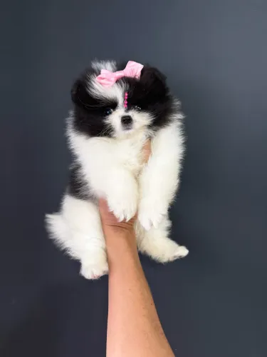 Lulu da Pomerania anã Panda uma Princesa ata 12x