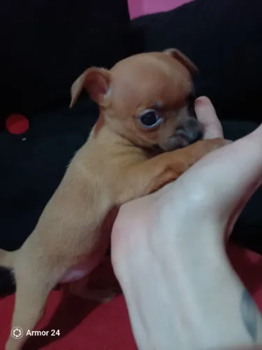 Vendo filhote de pinscher 