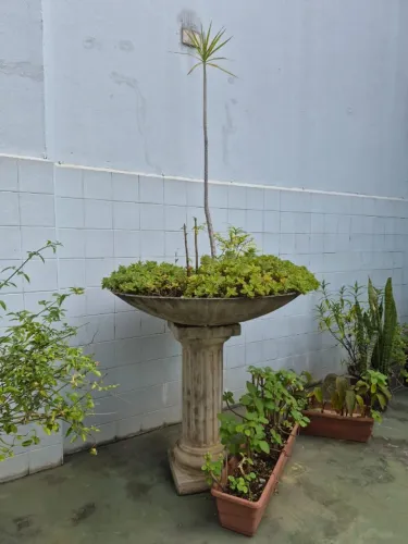 Plantas e árvore frutíferas 
