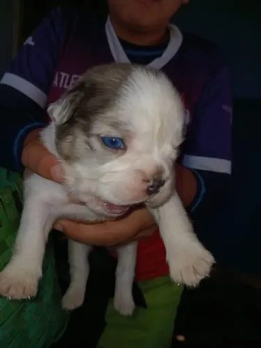 Bulldog francês macho