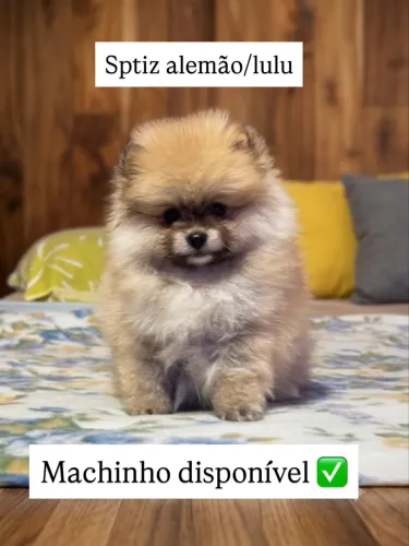 Machinho laranja sable 