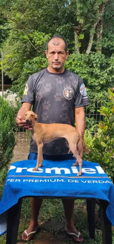 Galgo Italiano FEMEA jovem - Perfeita