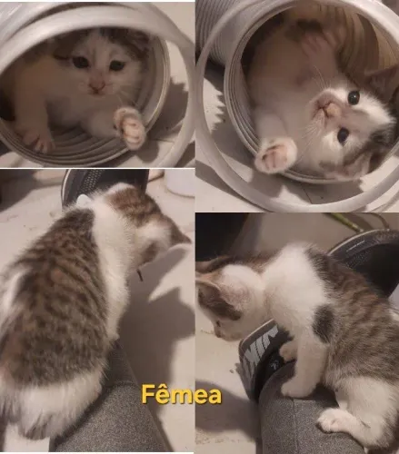 Doação de gatos filhotes