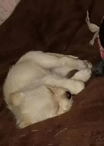 Filhote De Lulu Da Pomerânia Com Shiztu