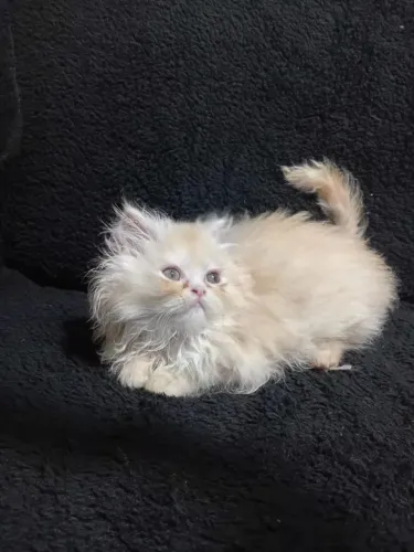 Filhotes gato persa