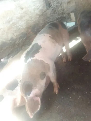 Granja Elite suínos pietran, duroc, landrace