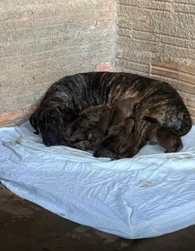 Filhote de fila pai e mãe no local