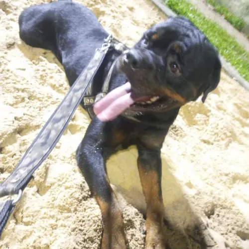 PRECISO DE UMA namorada pro meu Rottweiler