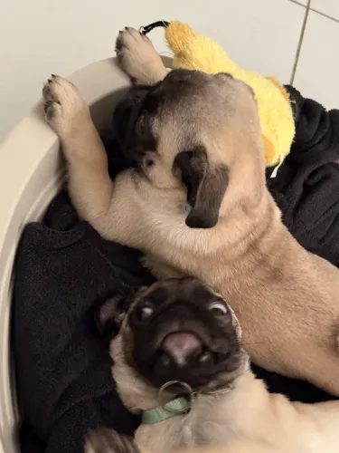 Dois filhotes pugs