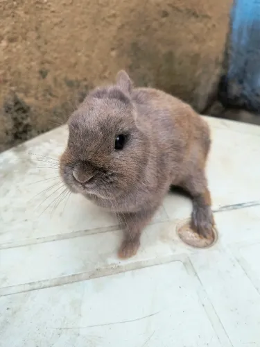 Netherlands DARF Fêmea 4 meses 