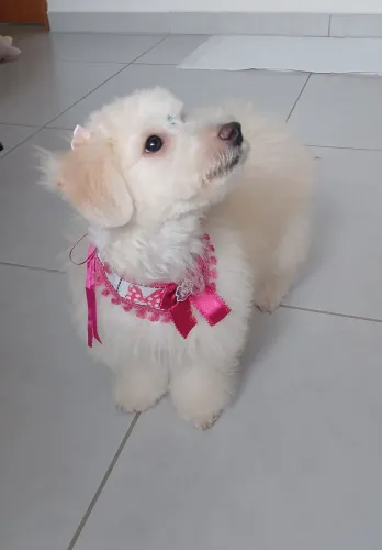 Filhote de Poodle Porte Pequeno
