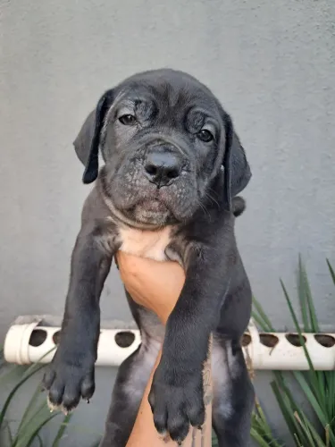 Cane corso femia