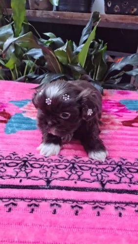 Linda bb shitzu fêmea