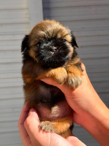 Cachorro
