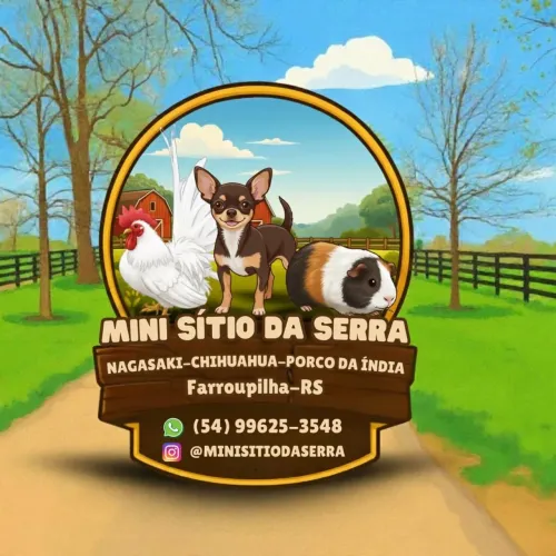 Mini galinhas Nagasaki