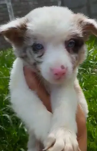Border collie para fazenda e companhia
