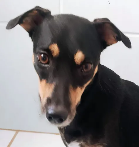 DOAÇÃO RESPONSÁVEL - UMA LINDA COMPANHEIRA ESPERANDO UM LAR ?
