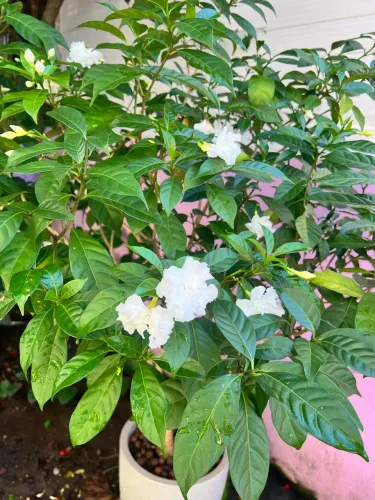 Jasmim planta já florindo