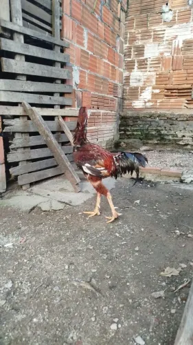Galos indio gigante misturado 