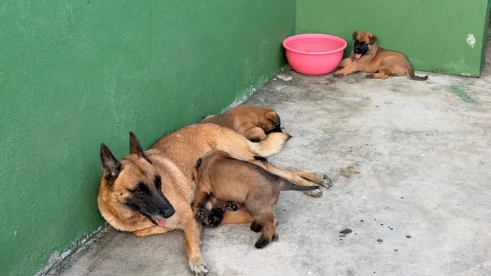 Filhotes cachorros