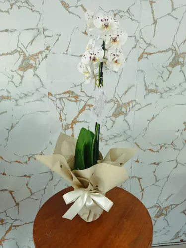 Orquídea em salvador