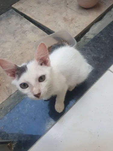 Gatinha pra doação 