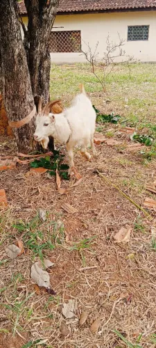 Não é troca de gato por lebre ?.