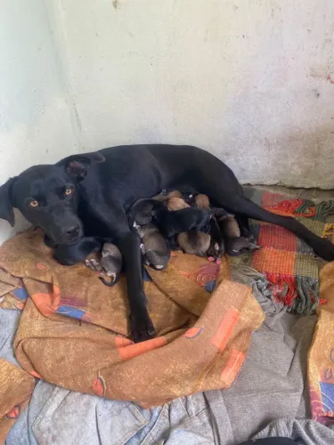 Cachorro doacao