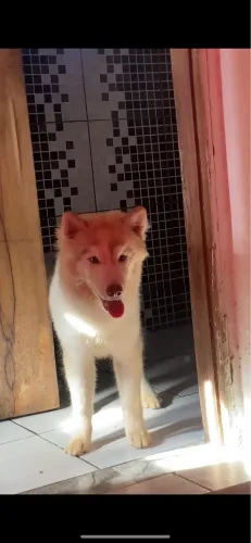 Husky siberiano