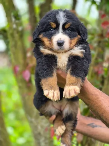 Filhote Bernese