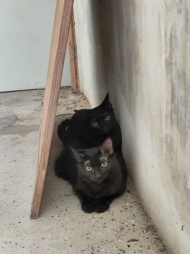 Gatos para adoção