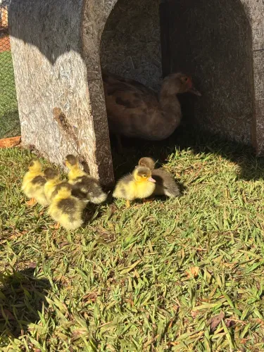 Pata e patinhos