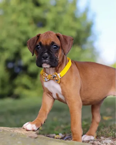 Filhotes De Boxer - Os Filhotinhos Mais Brincalhões Esperam Por Um Lar Cheio De Alegria 