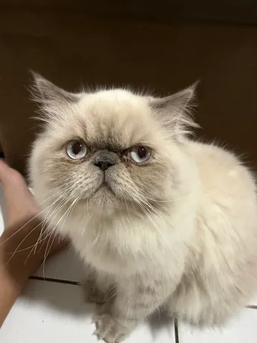Gato persa procuro namorada 