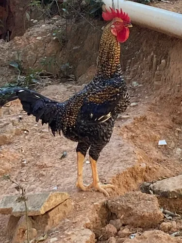 Galo Caipira