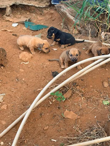 Doa-se cachorros
