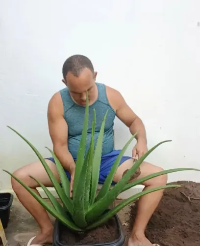 PLANTA BABOSA