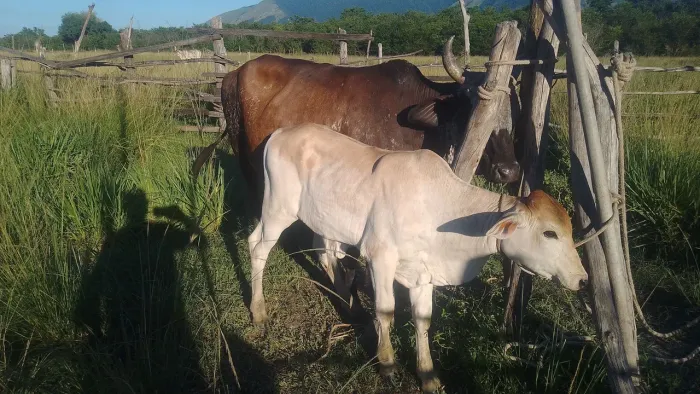 Vendo bezerro nelorado