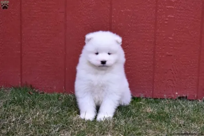 Samoieda branco e peludo - lindo demais