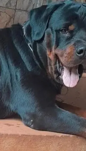 Rottweiler puro (adulto,fucinho curto, alemão)