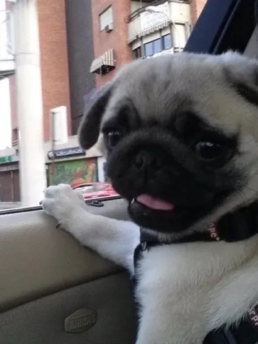 Filhotes de Pug | Peludinhos cheios de amor.