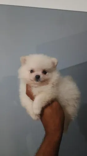 Lulu da pomerania 