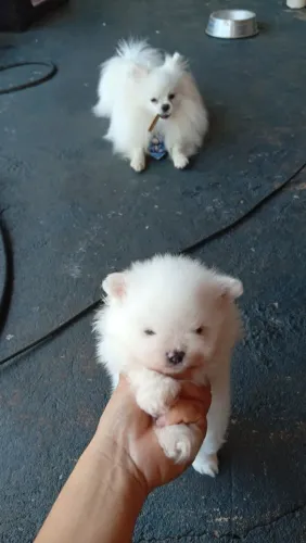 Splitz alemão