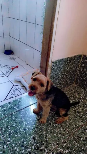 Filhote Yorkshire com Shitzu