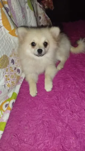 Lulu da Pomerânia anã fêmea 