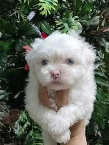 Shih Tzu macho albino raridade olhos azuis