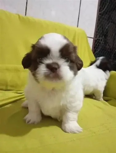 poodle x shitzu 400 Garanta já o seu para não ficar sem. chama 9 9751.6491