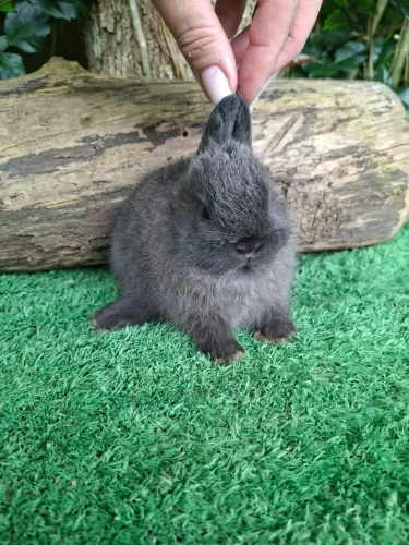 Mini coelhos !