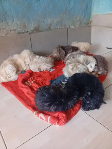 Husk siberiano na promoção temos 8 disponíveis 