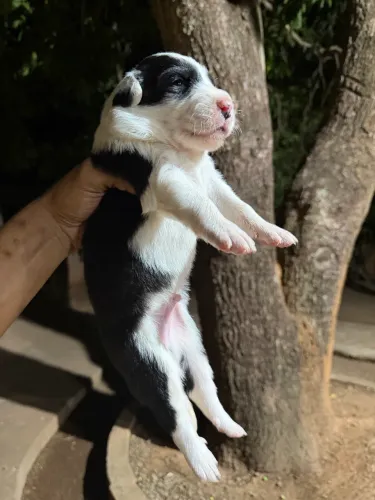 Reserva de filhote de Border Collie.